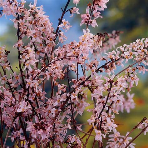 .lemon yellow flowers which bloom in late winter or early spring—typically before leaves unfold. Pink Forsythia - Abeliophyllum distichium Roseum | YouGarden