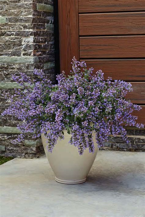 Best Perennials To Grow In Containers In 2023