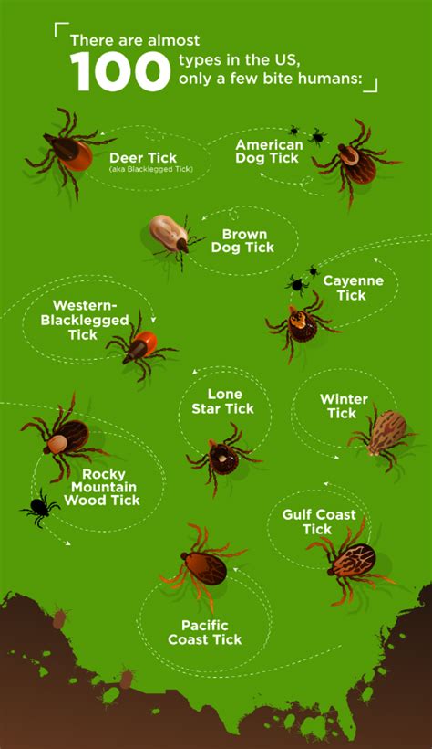 Weasel hair brushes are mistakenly translated as wolf hair brushes. How Many Different Types of Ticks are There?: Pointe Pest ...