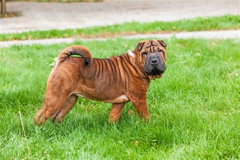 Shar Pei Colors All 21 Coat Colors Explained With Pictures Vlrengbr