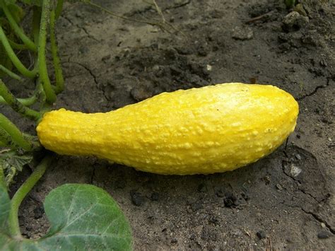 What Happened To My Yellow Squash With Bumps On Skin Sumo Gardener