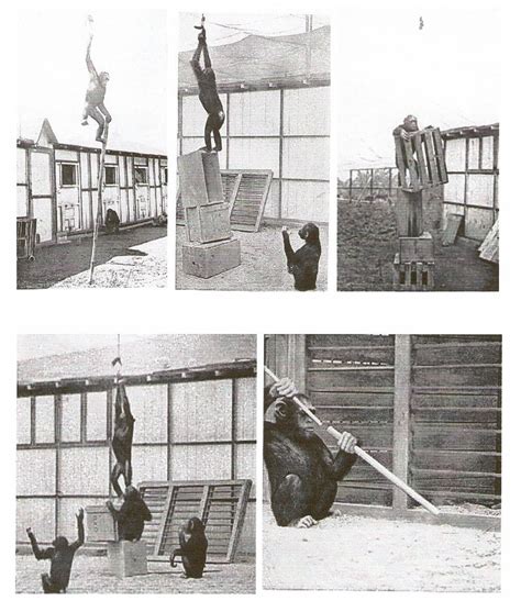 😊 Kohlers chimp experiment. The extraordinary experiment of a chimp