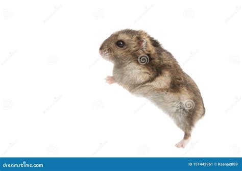 A Pet Hamster Isolated Stock Image Image Of Cute Gerbil 151442961