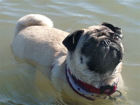 I Love Pugs Swimming Pug Ive Never Had A Dog Who Liked