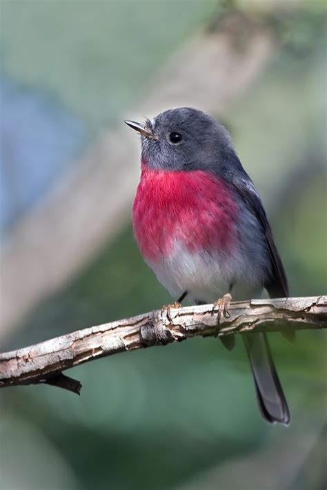Birdlife Melbourne Rose Robin