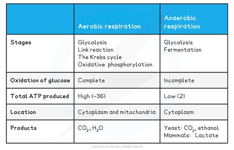 Cie A Level Biology Energy Yield Aerobic Anaerobic
