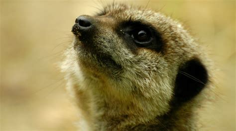 Ten Magnificent Facts About Meerkats Red Letter Days Blog