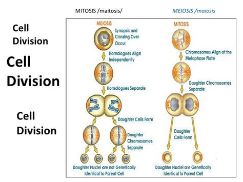 Mitotic Cell Division Driverlayer Search Engine
