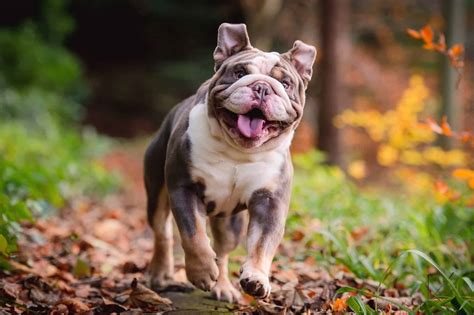 Tri Color English Bulldog Breed Info Pictures Traits And Facts