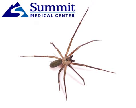 We Also Treat Brown Recluse Spider Bites Woundcare Oklahoma Brown