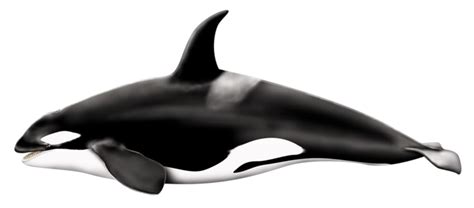 Killer Whale Png Transparent Images Png All