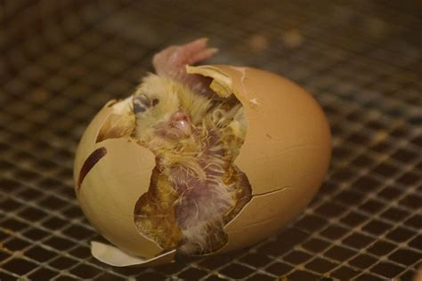If you describe a situation as a chicken and egg situation, you mean that it is impossible to decide which of two things caused the other one. Chicken or the egg - Wikipedia