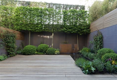 Pleached Trees Small Gardens Outdoor Privacy Privacy Screen Outdoor
