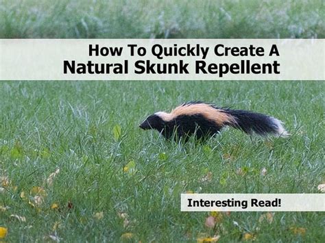 I haven't tried it since i never had a predator until last night when one of my chicken. How To Quickly Create A Natural Skunk Repellent