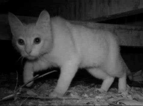 Feral Cat Cull Why The 2 Million Target Is On Scientifically Shaky Ground