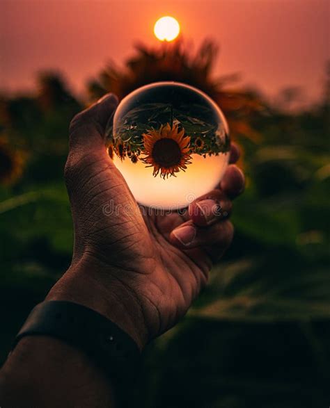 Person Holding A Crystal Ball With The Reverse Reflection Of Sunflowers