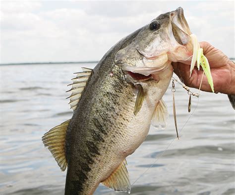 Top Places For Bass Fishing In Mississippi Game And Fish