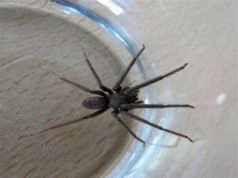 Una araña gigante había trepado por una de las ventanas y puso en pánico a la familia. 4 razones por las que nunca debes matar una araña en tu casa