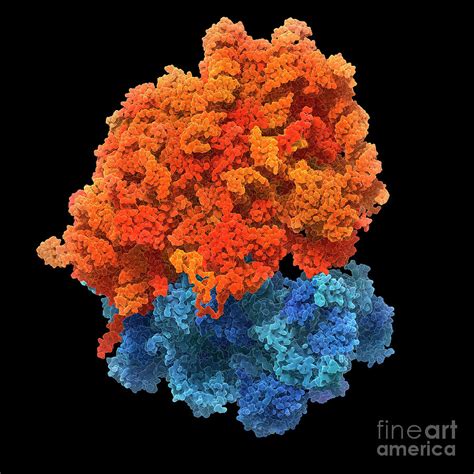 Human Ribosome Photograph By Carlos Clarivanscience Photo Library Pixels