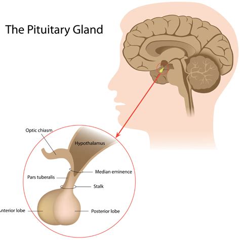 Radiological Anatomy Pituitary Gland Stepwards