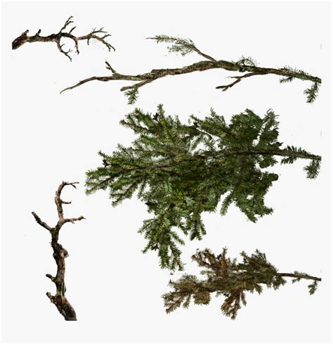 Branch Tree Twig Pine Tree Branch Texture Hd Png Download