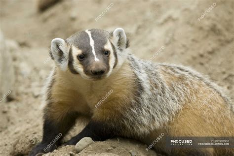 Badger Sitting On Sandy Ground Close Up — Habitat Portrait Stock