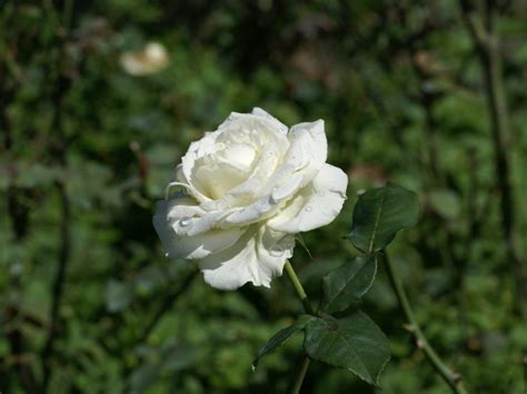 Free Download Pure White Roses Roses Photo 34611002 1000x665 For Your
