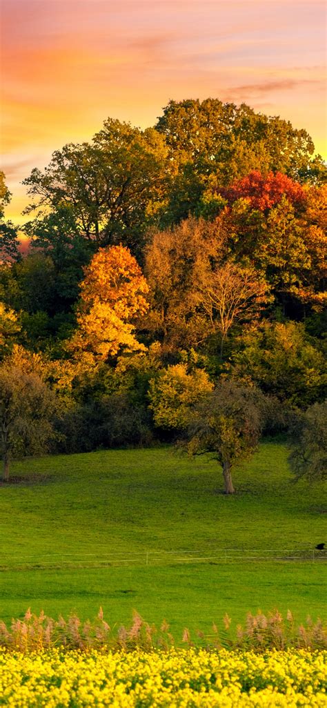 Autumn Trees Wallpaper 4k Sunset Landscape Afterglow Meadow Nature