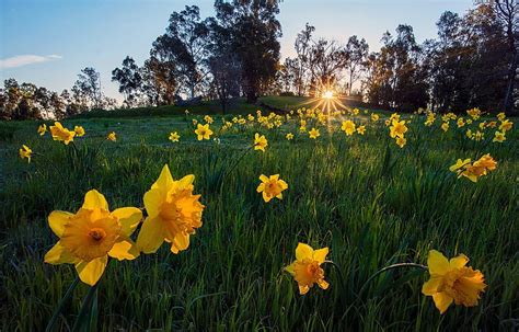 Yellow Daffodils Dancing In The Sun Yellow Daffodils Flowers Sun