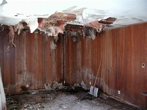 How To Get Rid Of Mold Smell In Walls Psoriasisguru Com