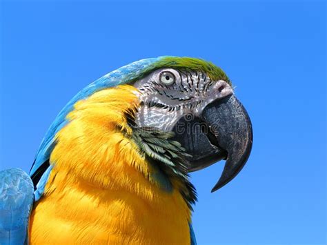 Blue And Yellow Macaw Parrot Portrait Stock Photo Image Of Parrot