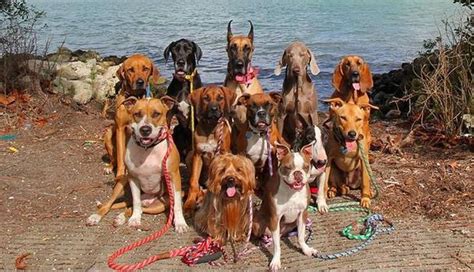 San mateo puppies meetup group. Glorious Group Photos Show The Happiest Pack Of Dogs In Town - The Dodo