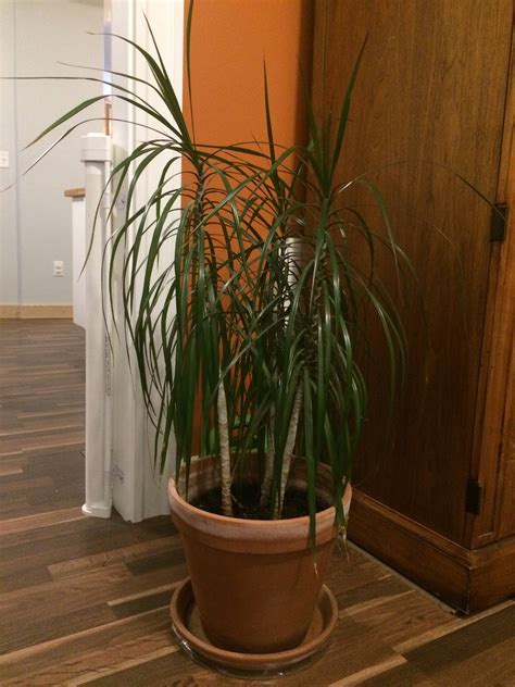 Identification Identify Houseplant With Tall Stem And Long Thin My