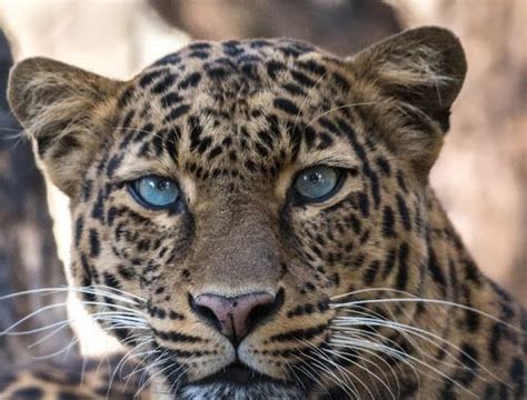 About Wild Animals Portrait Of A Leopard Jaguar Hybrid Animals Wild
