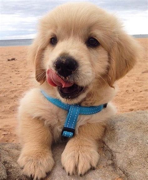 Adorable Golden Retriever Puppy Beach Luxury Rich In 2020 Small