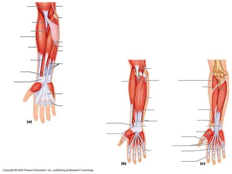 Muscles and tendons of the forearm pt 1 Muscle Flashcards Flashcards | Easy Notecards