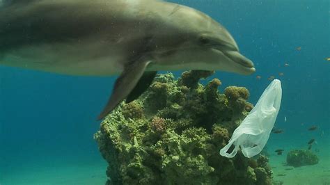 Dolphin Sea Animals Stuck In Plastic