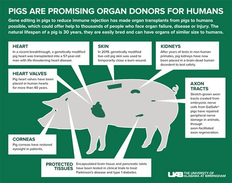 Genetically Engineered Pigs Brighten Prospects Of Pig To Human Kidney