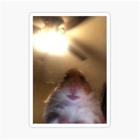 Staring Hamster Meme Sticker By Memesndeams Redbubble