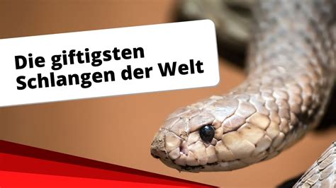 Der ausgewachsene, männliche taipan wird zwischen 78 cm und 226 cm lang und die weiblichen. Top-10: Die giftigsten Schlangen der Welt - YouTube