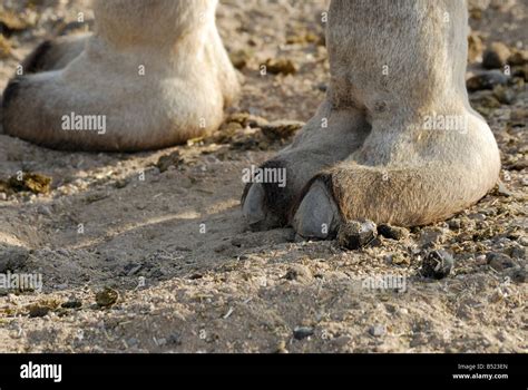 Camel Leg Legs Hi Res Stock Photography And Images Alamy