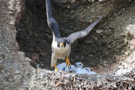 Female Peregrine Falcon Leaves The Nest As Her Three Chicks Watch A