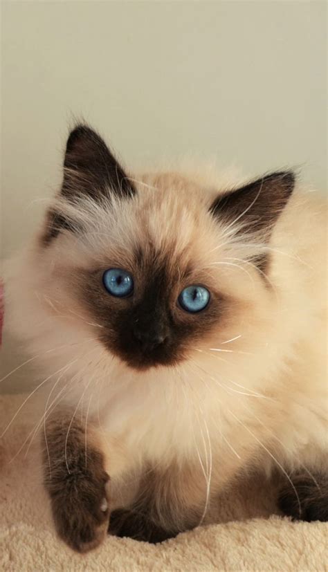 We look at the history and temperament and appearance of the bengal cat. Meet the Instagram Sensation Omar, The World Longest Cat ...