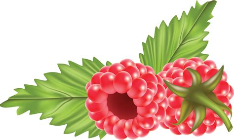 Image Clipart Fruit Picture Flower Circle Rasberry Fruits And