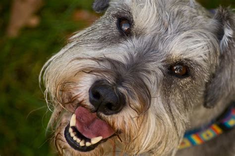 Retinal Detachment In Dogs Symptoms Causes Diagnosis Treatment