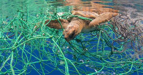 Bags And Balloons Ngo Documents Plastic Pollution Choking Sea Life