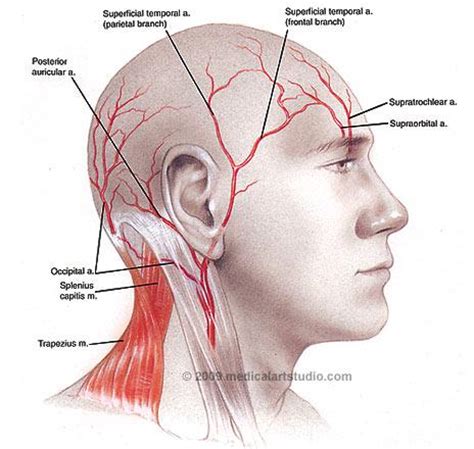 The carotid arteries supply blood to the large, front part of the brain, where thinking, speech. Dental Hygiene 231 > Kuba > Flashcards > Arteries of Head & Neck | StudyBlue