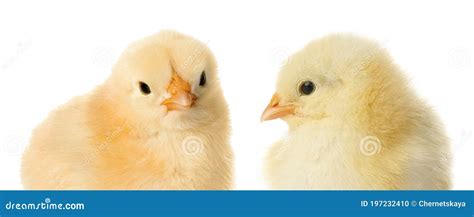 Two Cute Fluffy Chickens On White Background Farm Animals Stock Photo