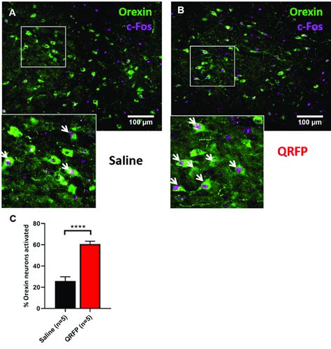Icv Qrfp Caused An Activation Of Orexinhypocretin Neurons Dual Label