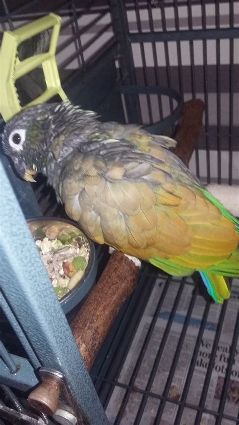 Conure Parrot Species Information